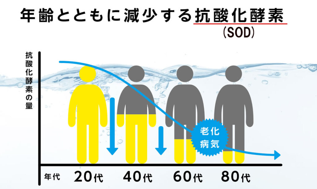 年齢と共に減少する抗酸化酵素（SOD)のグラフ