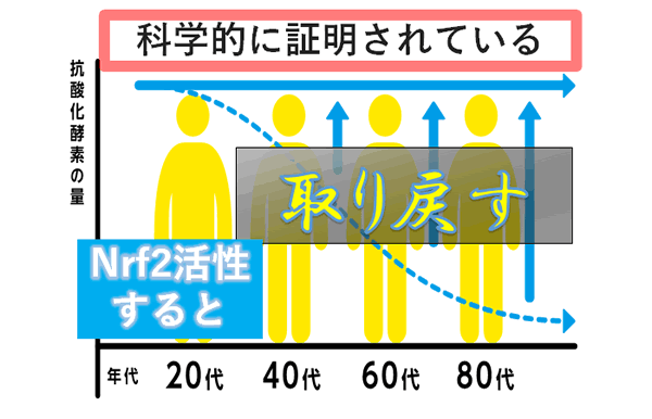 ナーフ2が活性化すると抗酸化酵素が若い時と同じ状態に取り戻すことが出来るという図